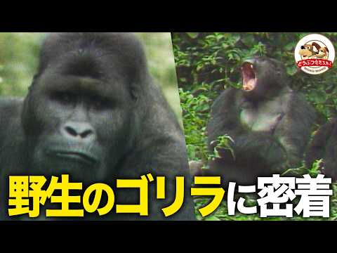 [Forest Giant] Strongest primate! Do gorillas climb trees? The gentle & smart ape's truth!