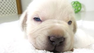 Puppies Open Their Eyes For The First Time by Shipley Cane Corso 7,907 views 4 years ago 1 minute, 26 seconds
