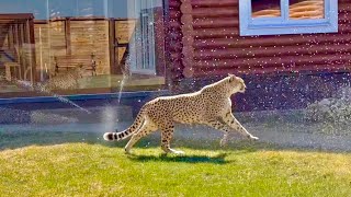 Gerda is afraid of water! A cheetah in a panic surrounded by splashing water