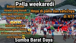 soka pateba di Palla Weekaredi Sumba Barat Daya  NTT || Budaya Sumba || Adat sumba NTT