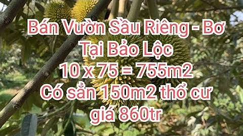 Vườn Sầu Riêng và Bơ 755m2 , 150m2 thổ cư 860tr tại Bảo Lộc