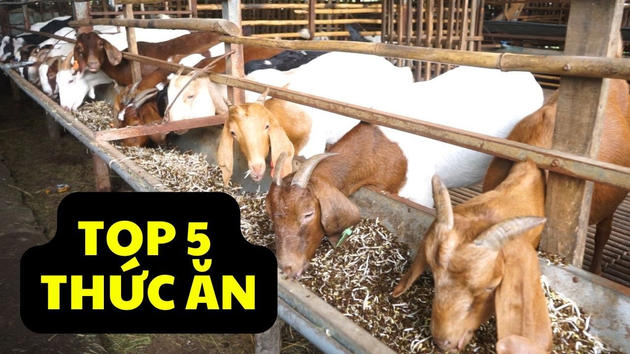 Top 5 công thức cho ăn nuôi dê 