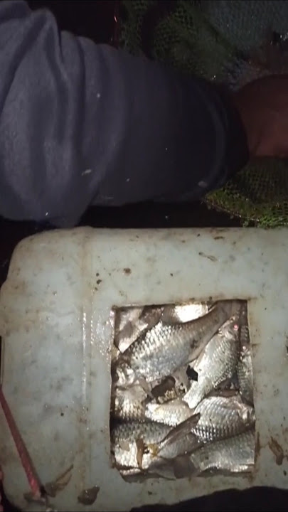 abundant fish