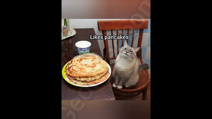 Do they like pancakes? #cat #georgieebom #funny #fyp #memes