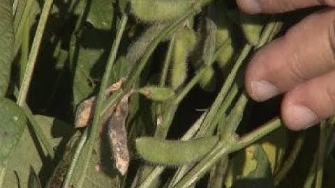 Integrated Pest Management-Part 4-Identification and Control