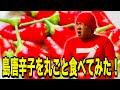 【激辛】沖縄の島唐辛子が辛過ぎて大変な事に！！