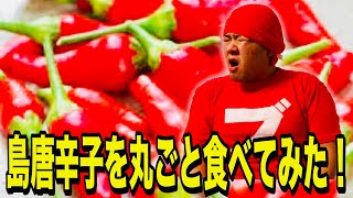 【激辛】沖縄の島唐辛子が辛過ぎて大変な事に！！