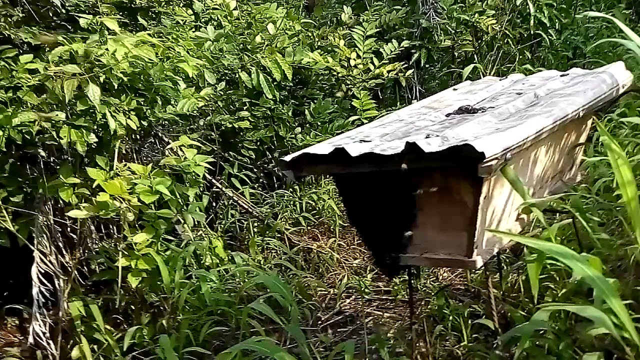 Hive Call Colonization of the bee hive. Call +2348068525032 for pure undiluted ...