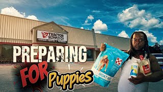 HOW IM PREPARING FOR MY CORSO TO HAVE PUPPIES 