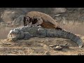 Can Komodo Dragon Attack Crocodile ?