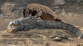 Can Komodo Dragon Attack Crocodile ?