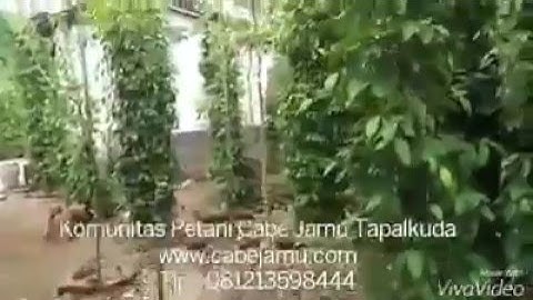 Vườn tiêu lốt Indonesia 1 ( Tieu lop, Long Pepper)