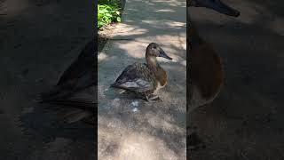 One Eye Duck Inside St.Louis Zoo