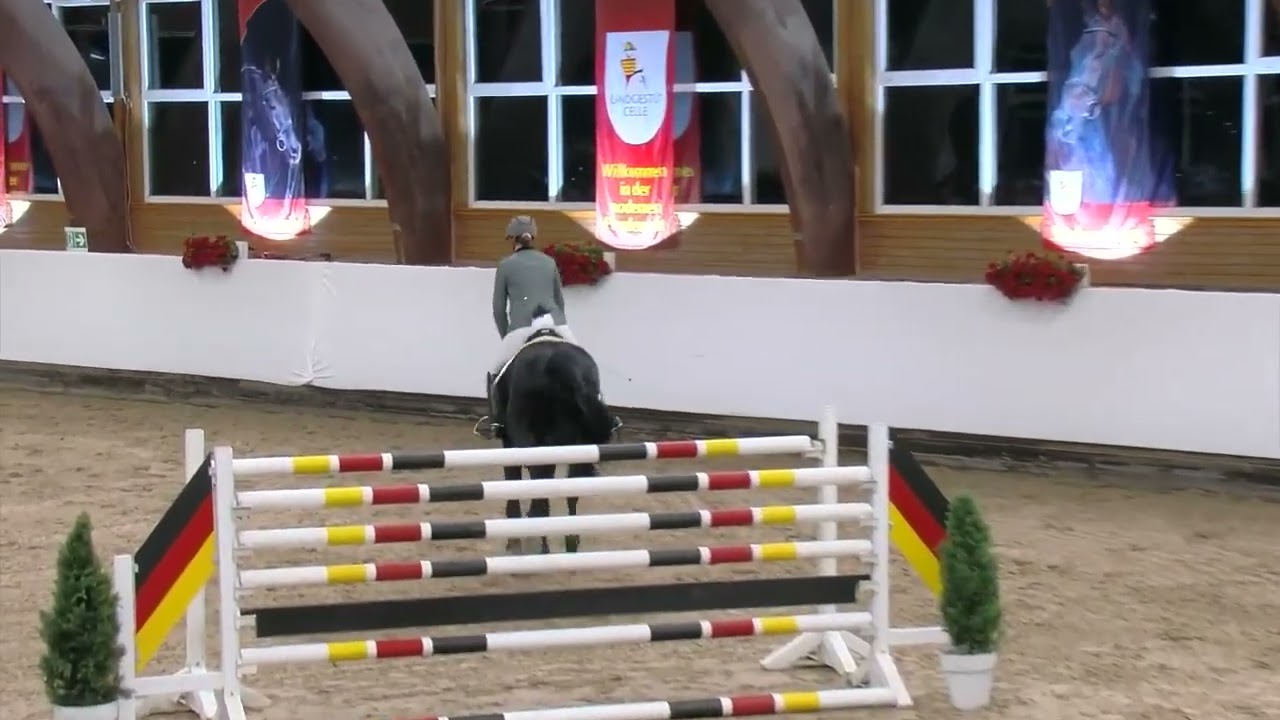 Viscount Hanoverian Stallion