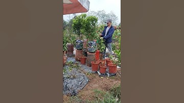 nghệ nhân tạo dáng cho quất