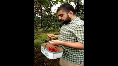 cherry picking tutorial