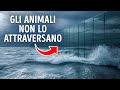 I più grandi trucchi magici della Terra (e perché a malapena ce ne accorgiamo)