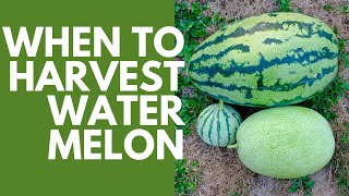 HOW DO YOU KNOW WHEN WATERMELONS ARE RIPE?