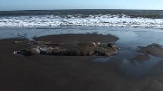 мамонт на берегу Тихого океана разоблачение