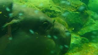2015 2 20 philip tong in Singapore Zoo P2200145