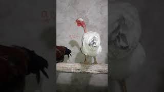 Olha O Resultado Dos Indio Gigante Com Caipiras .