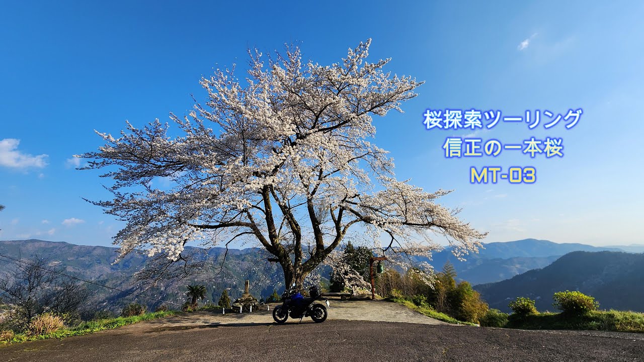 桜輪切のローテーブル㉜　桜の綺麗な年輪がいいですよ❕ 桜輪切のローテーブル㉜ 桜の綺麗な年輪がいいですよ❕ 【公式通販】