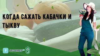 Когда сажать кабачки и тыкву