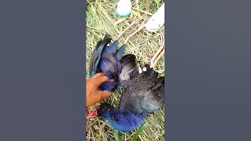 TERNYA MASIH ADA MANDAR BIRU DI SULAWESI😱😱😱#shorts