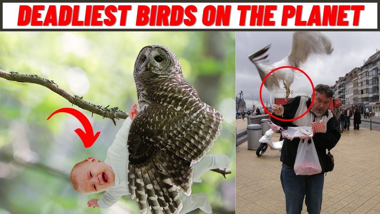 Top 5 World’s Most Dangerous Birds
