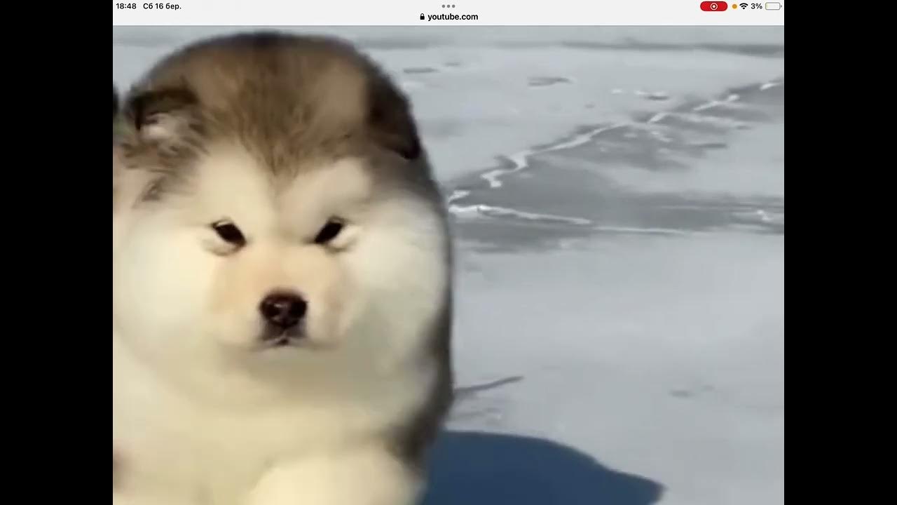Мила собачка - YouTube