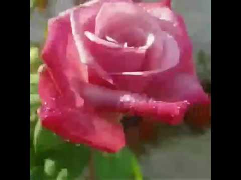 ٨ أغسطس ٢٠١٧