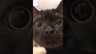 Spontan Ngagetin Ini Meng Meng