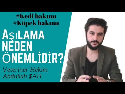 Video: A-Çerçevelerinde Hedeflemek İçin Köpekler Nasıl Öğretilir