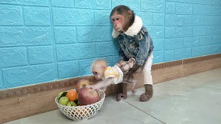 Best monkey videos! MiMi is qualified nanny for baby monkey Su and the puppy