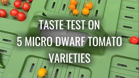 Tasting 5 Different Types of Micro Dwarf Tomatoes