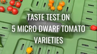 Tasting 5 Different Types of Micro Dwarf Tomatoes