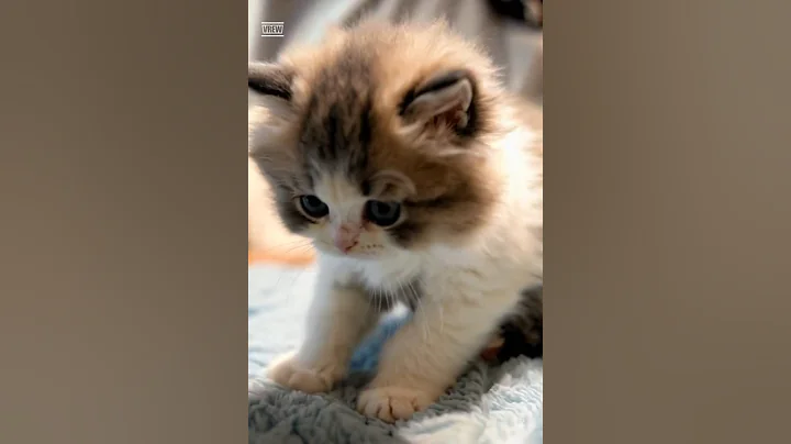 Video 11444281: munchkin cat cutecat kittens, cat munchkin baby kitten, munchkin cute kittens cat, little munchkin kitten, munchkin cat walking, sweet munchkin, blue munchkin, kitten gently, kittens pure