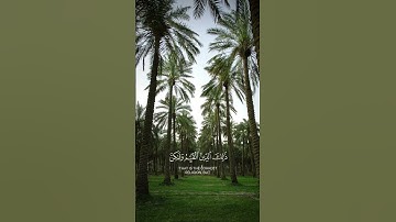 سورة الروم (30) القارئ #عبدالله_الخلف