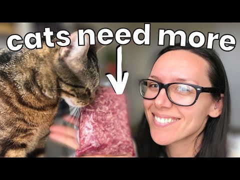 Video: Penyakit Kucing: Dua Penyakit Menular yang Harus Anda Ketahui