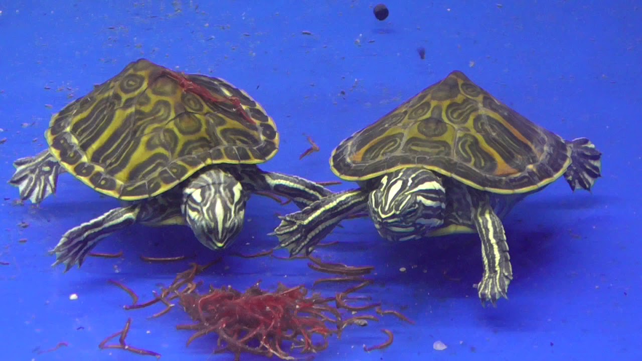 Pseudemys nelsoni / želva nelsonova