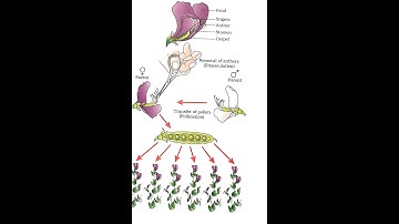 Hybridisation experiments in plants🌱
