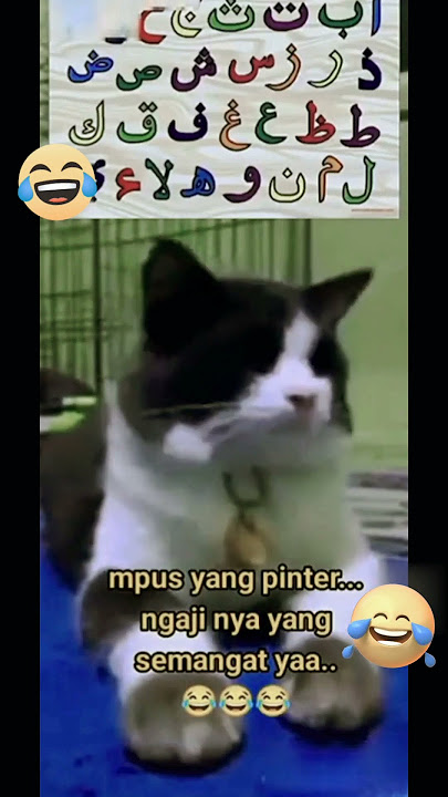 Kucing ngaji abata #shorts #kucingngaji #mengaji