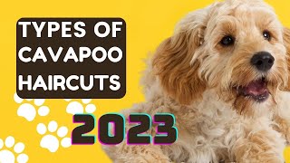 Famous Types Of Cavapoo Haircuts!! A 2023 Dog Style Guide Wealth