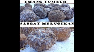 KENALI DULU PENYAKIT BIBIT PORANG,/ UMBI MAUPUN KATAK,