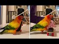 Cool parrot practices his awesome skateboarding skills