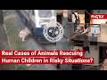 FACT CHECK: Do Viral Videos Show Real Cases of Animals Rescuing Human Children in Risky Situations?