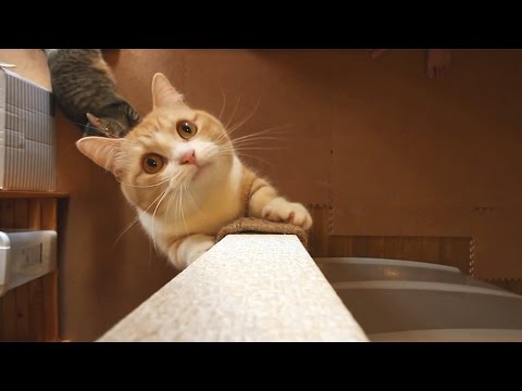 rock climbing shoes マンチカンのボルダリング、自作爪とぎ壁のぼり～The bouldering Cat