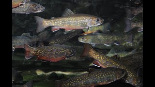 Spinners and Brookies