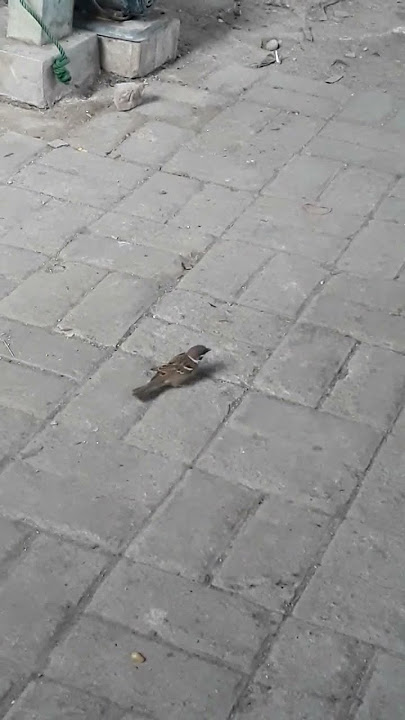 Burung siapa itu?   #shorts #video #viral #burung #hewanlucu