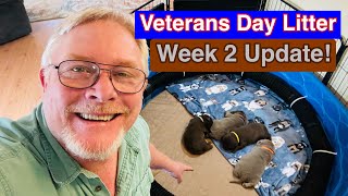 Veterans Day Litter Week 2! Silver And Chocolate Labrador Puppies! #puppy